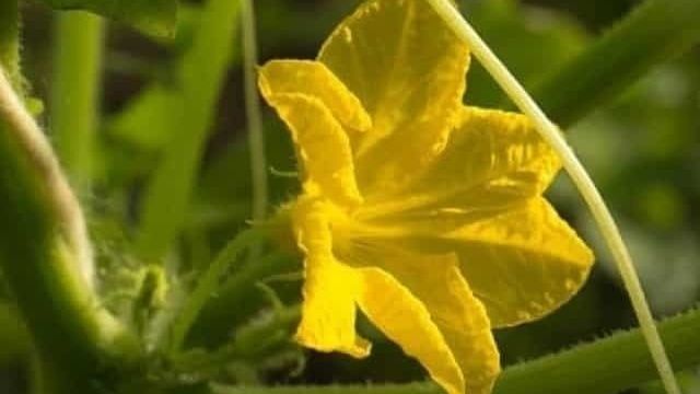 Сорта огурцов для теплицы: самоопыляемые, устойчивые к болезням семена лучших сортов, ранние и высокоурожайные виды, устойчивые