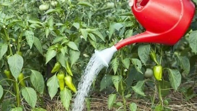 Инструкция, как поливать перец в открытом грунте: частота и правила полива в период плодоношения и в другие фазы роста овоща