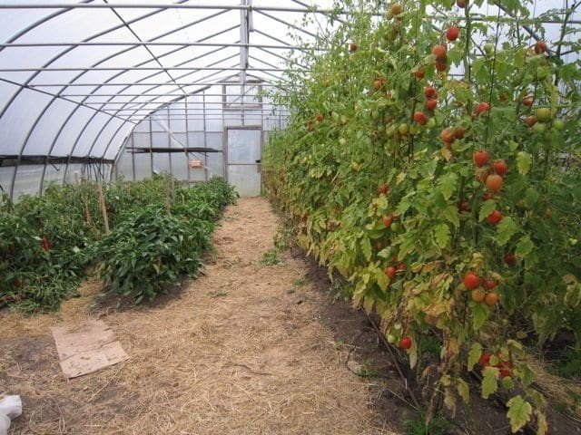 Огурцы и помидоры в одной теплице