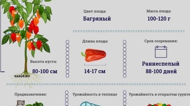 Перец Золотой ключик: характеристика и описание сладкого болгарского сорта, отзывы и фото