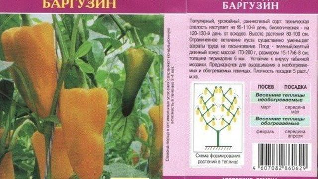 Сорта толстостенных перцев для Сибири
