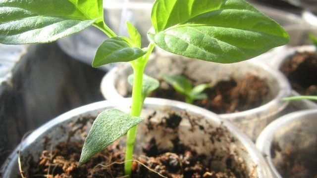 Рассада перца: выращивание в теплице и перенос в открытый грунт