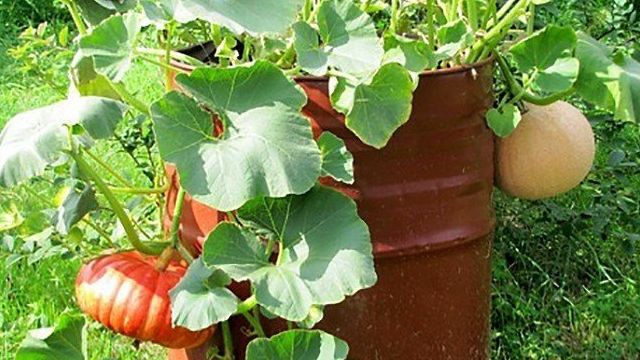 Выращивание тыквы: посадка и уход за растением