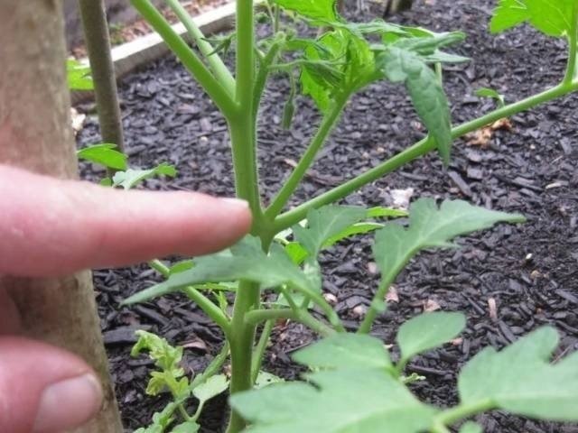 Пасынкование томатов в открытом грунте