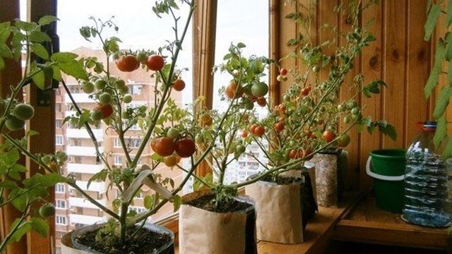 Помидоры на подоконнике: как вырастить и ухаживать дома зимой для начинающих