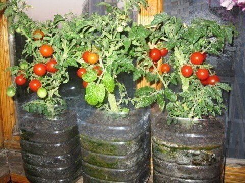 Высокорослые помидоры черри на окне
