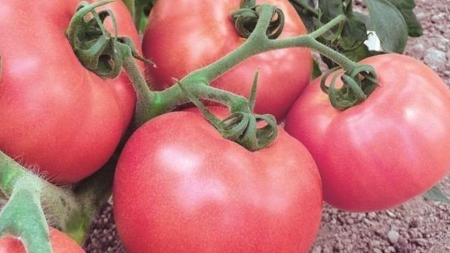 Лучшие сорта томатов для теплиц с описанием и фото Сад и огород