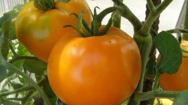 Томат «Апельсин»: описание сорта и процесс выращивания