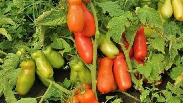 Засолочные сорта помидор — читайте подробнее на сайте Глав-Дача