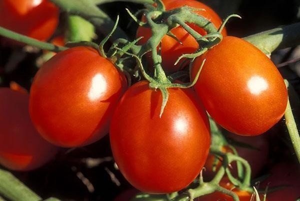 Сорт томатов де барао