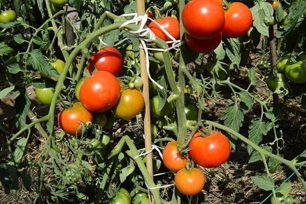 Сорт томатов волгоградский скороспелый