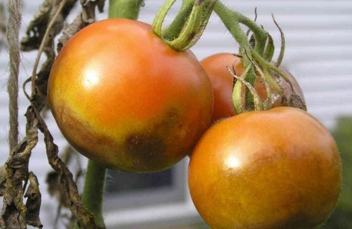 Фитофтора на помидорах