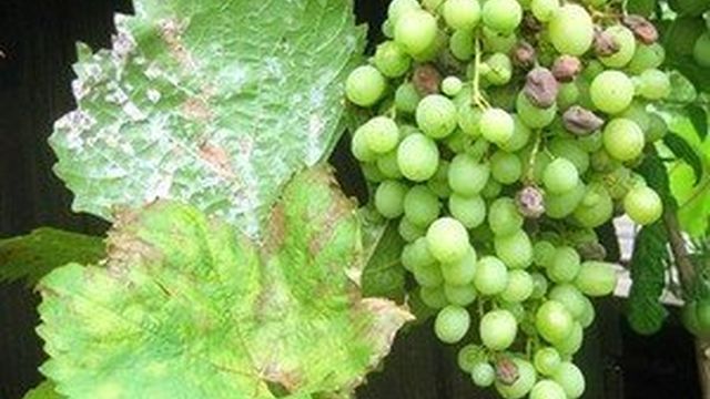 Обработка винограда, как мера борьбы с оидиумом