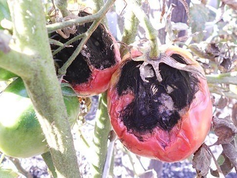 Сухая гниль плодов томата