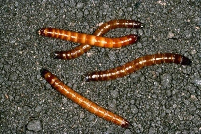 Личинка жука проволочника