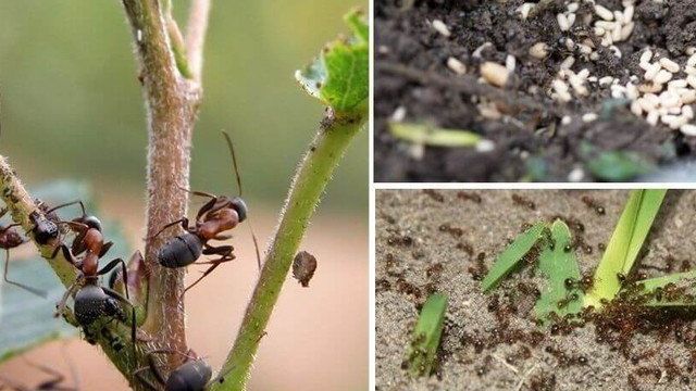 Борьба с муравьями на садовом участке народными средствами