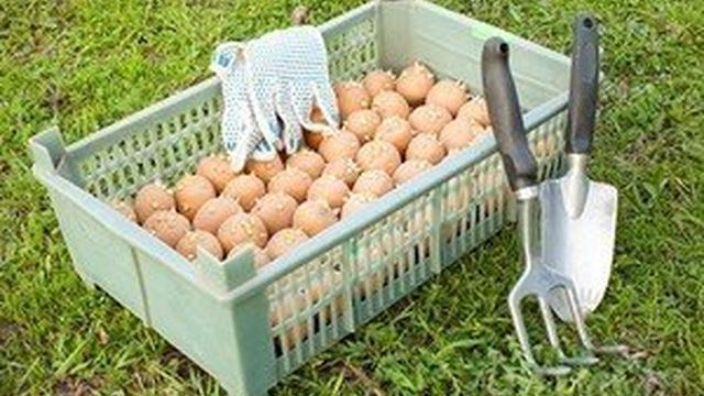 Эффективная обработка картофеля перед посадкой от жуков