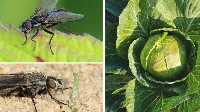 Как бороться с капустной мухой и ее личинками