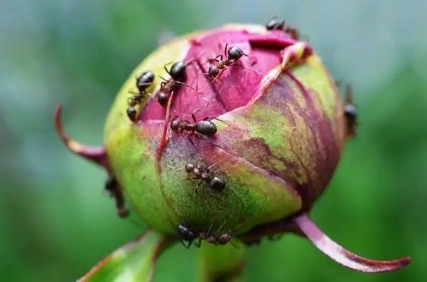 Бутон пиона с муравьями