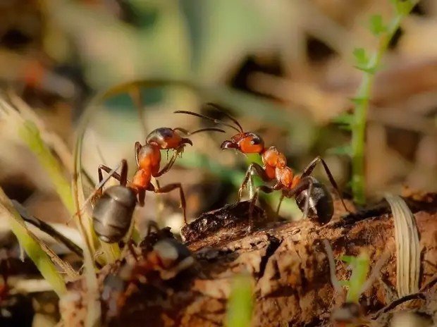 Рыжий лесной муравей муравейник