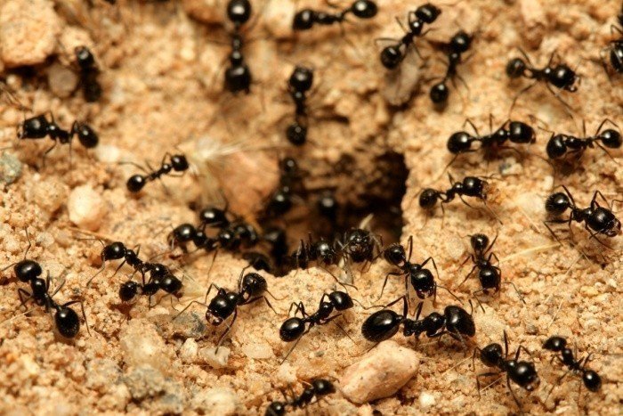 Муравейника много муравьев