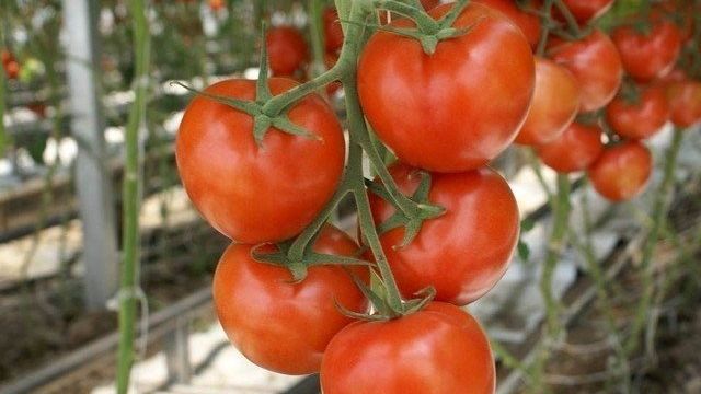 Без обмороков: зачем помидорам нашатырный спирт и как правильно им удобрять растения