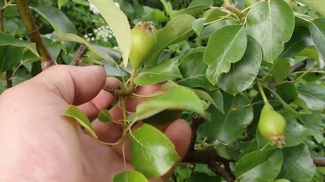 Удобрение для груши: весной, летом, при посадке, для плодоношения