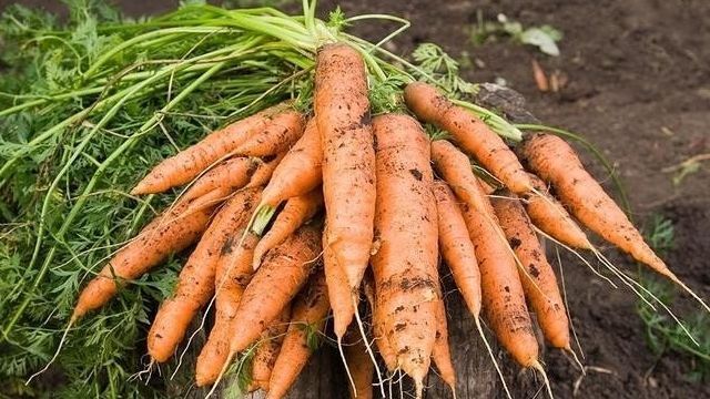 Удобрения для качества и количества моркови от посадки до сбора урожая