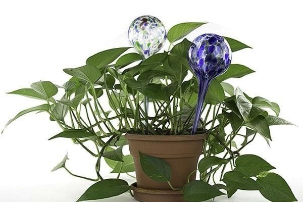 Комнатные растения глобус