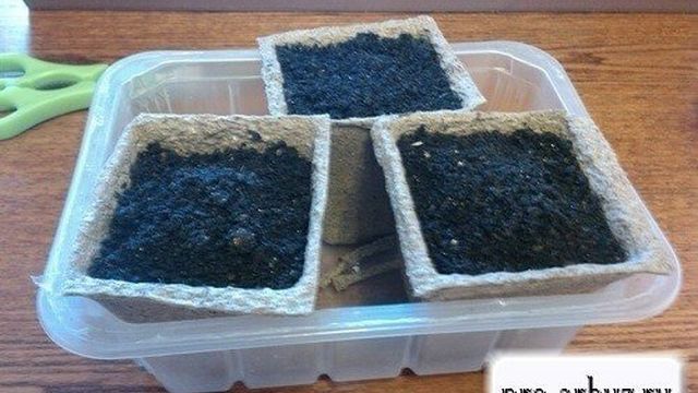 Как прорастить семена арбуза