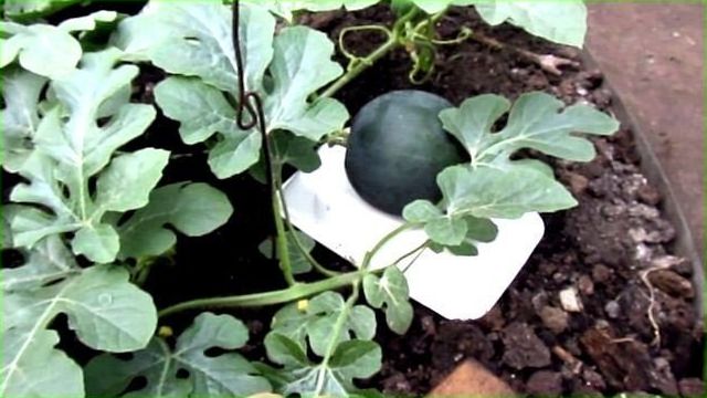 Формирование арбуза, в том числе при выращивании в теплице, а также описание основных методов