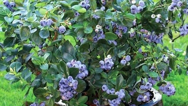 Голубика садовая: посадка и уход саженцами, фото, отзывы, место для посадки, как правильно посадить, как вырастить на даче