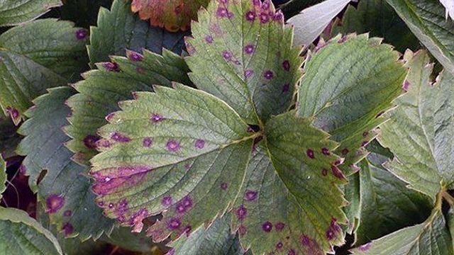 У клубники листья в дырочку – чем обработать посадки от листогрызущих вредителей и грибковых болезней