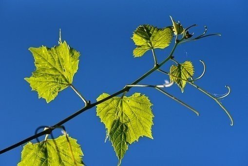 Лист лозы винограда