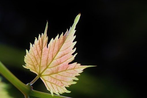 Виноградный лист