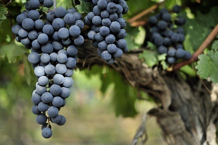Виноград Ливадийский черный