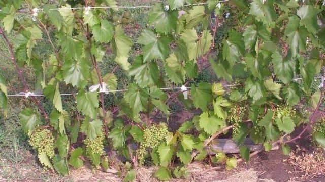 Регент — лучший сорт винограда для вина