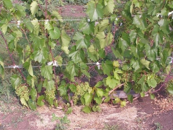 Виноградные кусты в средней полосе