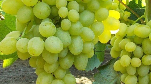 Виноград Супер Экстра: описание сорта, выращивание, уход и отзывы