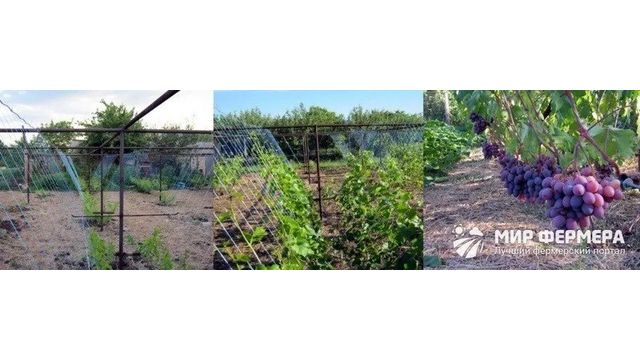Уход за виноградом: что нужно делать весной и летом
