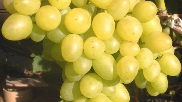 Виноград Аркадия: отзывы о сорте и правила выращивания