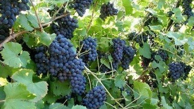 Виноград Изабелла: посадка и уход, описание сорта, польза и вред