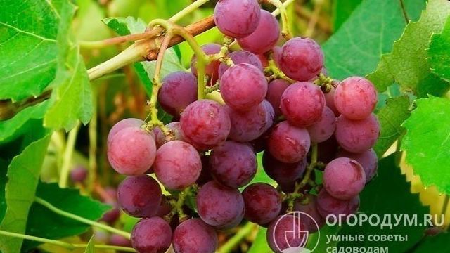 Виноград Лидия: описание сорта, фото, посадка, уход и выращивание