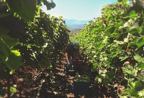 Агроном на винограднике