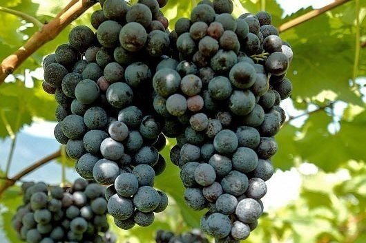 Виноград мускат блау