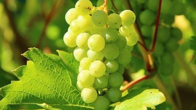 Всё о винограде для начинающих