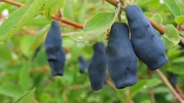 Жимолость Фиалка синяя: описание и характеристика съедобного сорта, отзывы садоводов об урожайности и вкусовых качествах, опылители