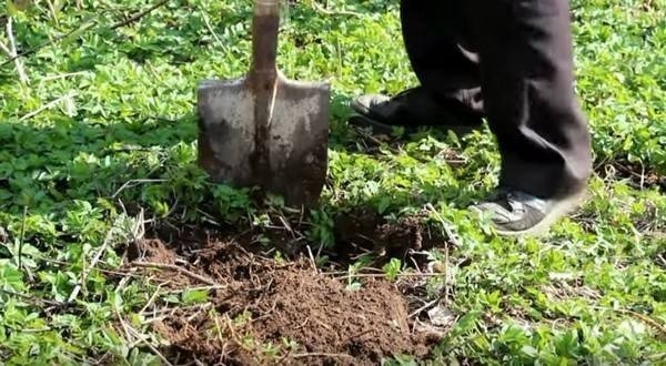 Лопата для посадки малины