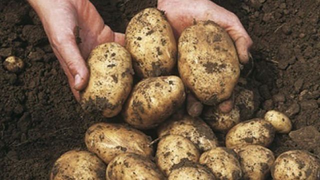 Главные ошибки в хранении картофеля