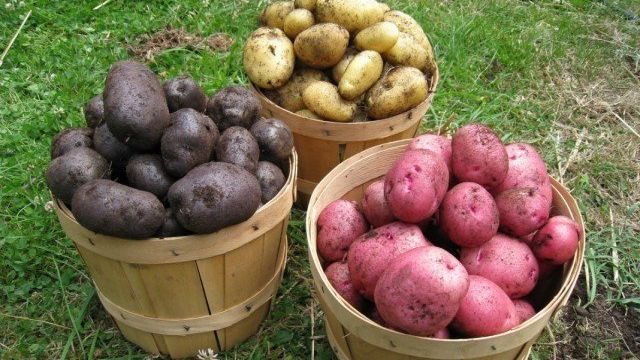 Как правильно отобрать, подготовить и хранить семенной картофель